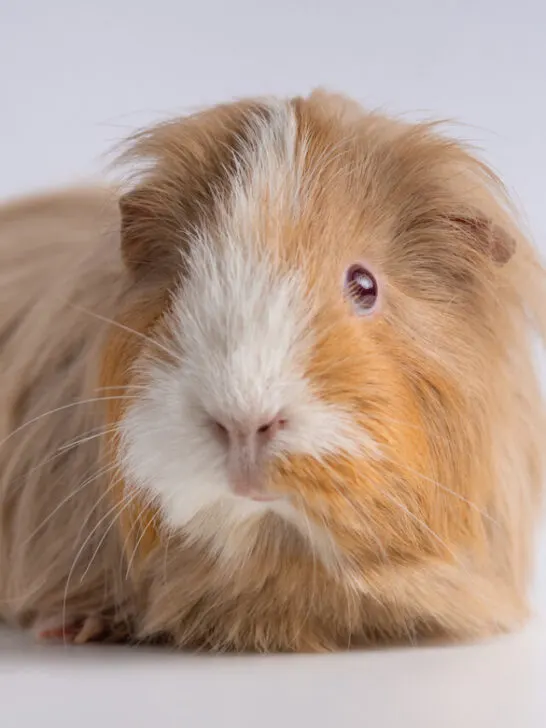 guinea pig isolated on a white background - ee230701