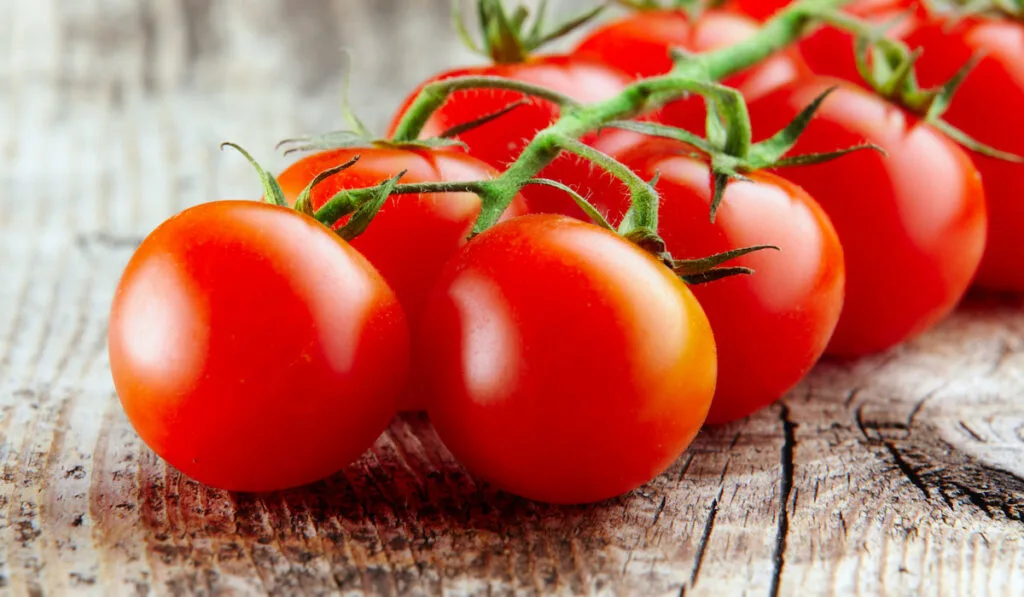 fresh tomatoes on wooden background