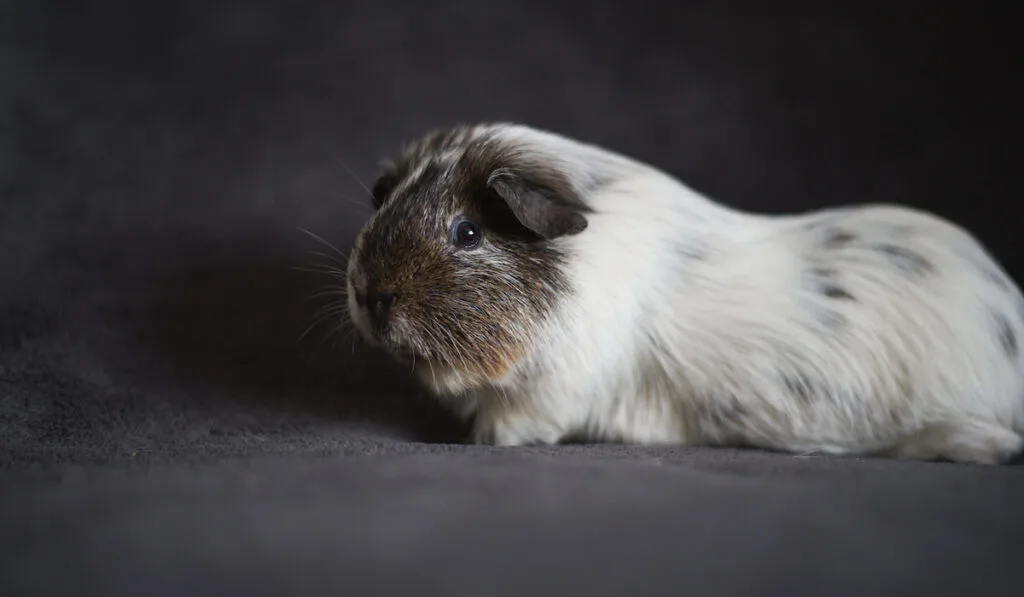 guinea pig dalmatine, dalmatian guinea pig on dark background