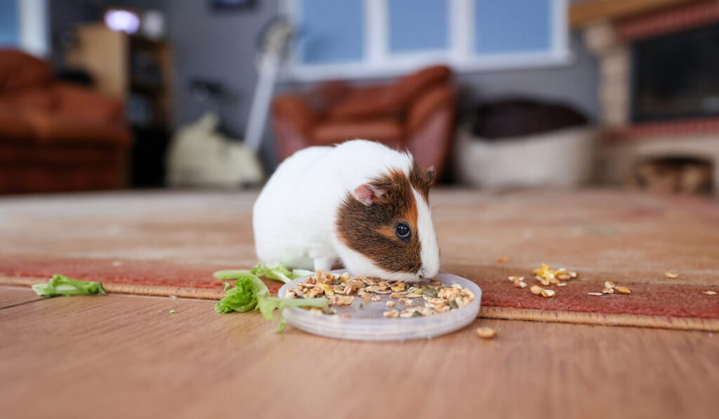 guinea pig eats food