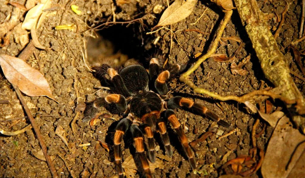 A black tarantula in the night visit to the Monteverde jungle