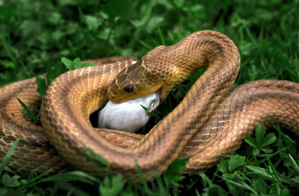 A brown snake eating a white mouse on the grass