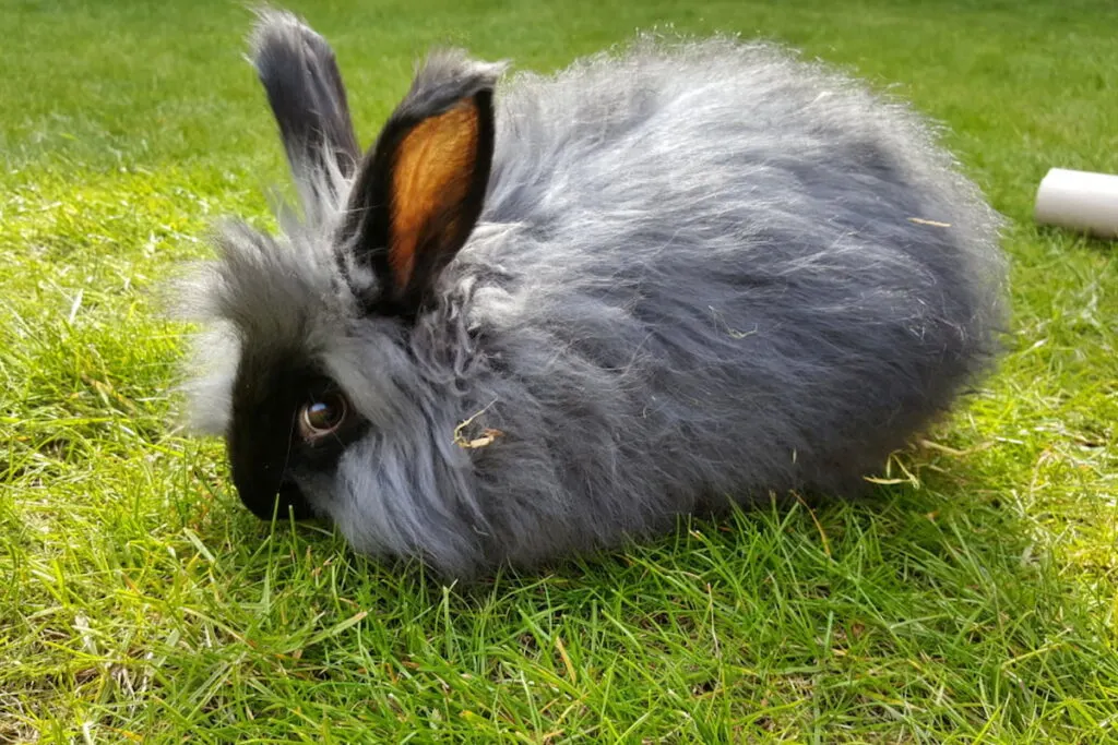 A gray English Angora rabbit resting on the green grass