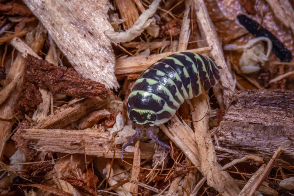 A striped isopod on dried twigs