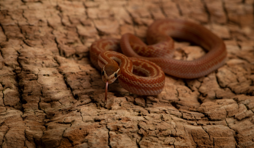 African House Snake