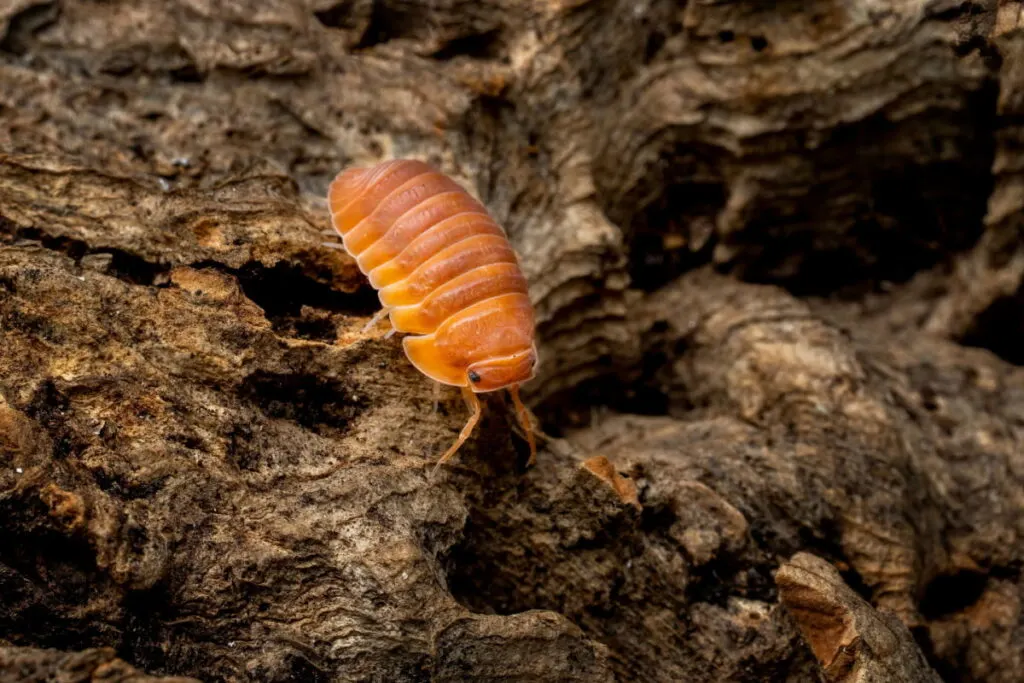 An isopod crawling on rocks 