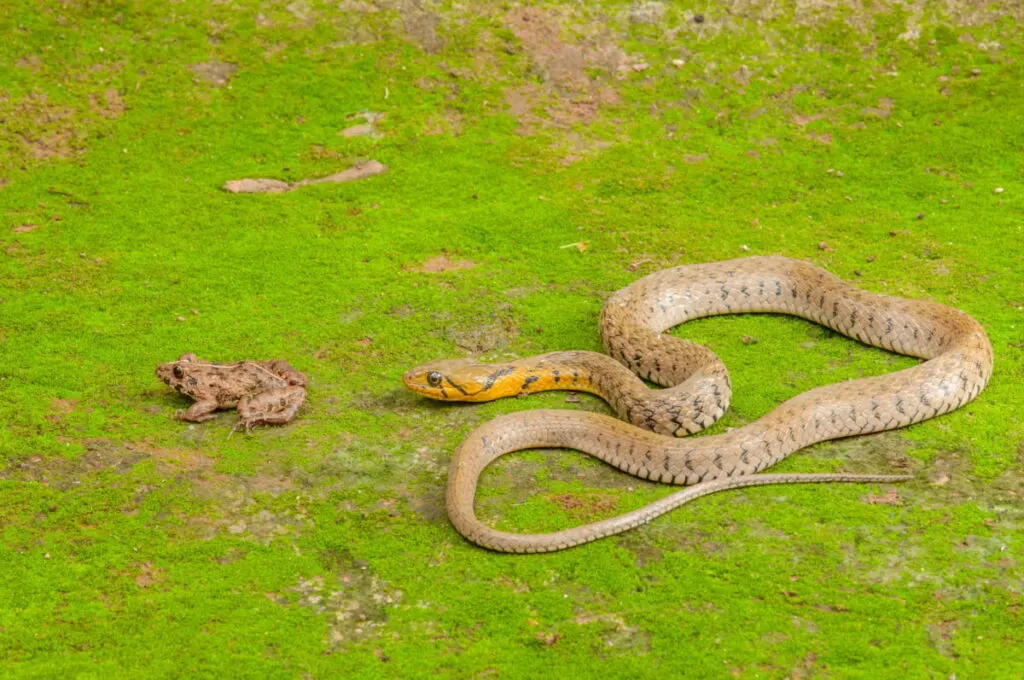 An aggressive snake lurking on a frog 