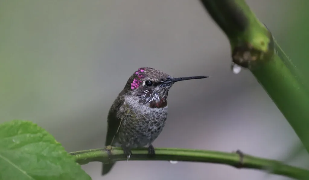 beautiful humming bird on a tree