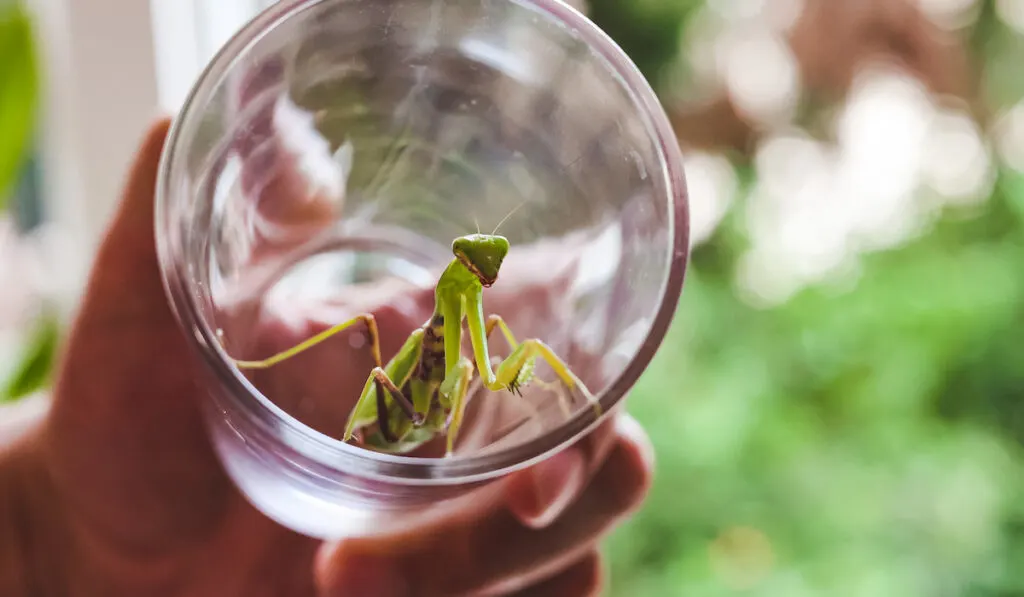 European mantis in a glass