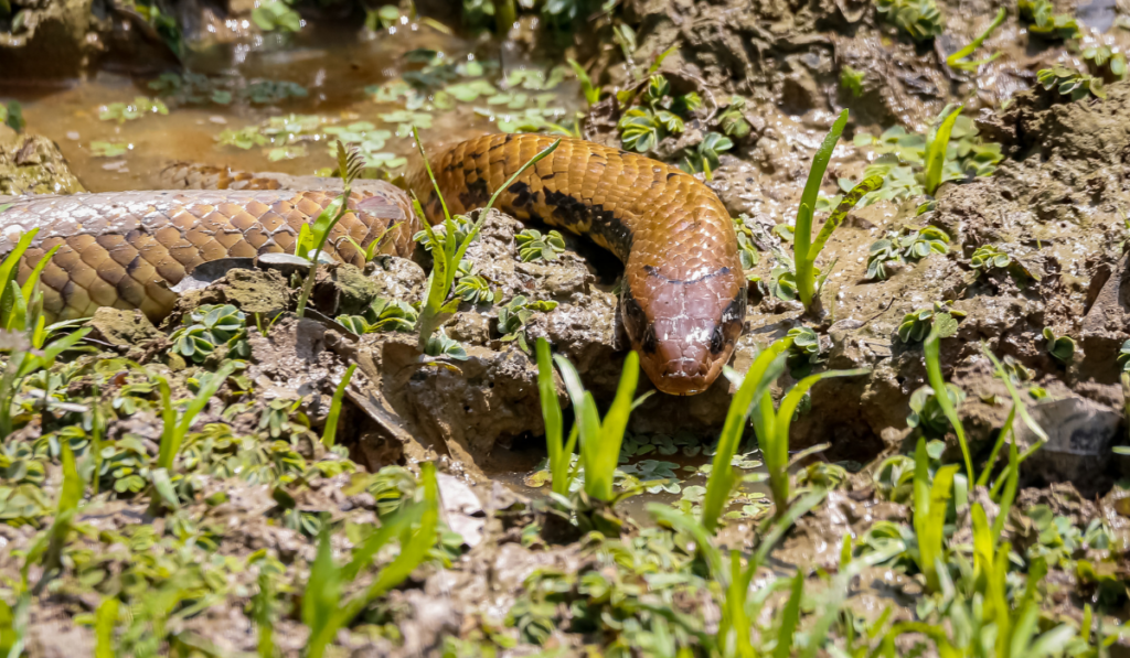 False Water Cobra