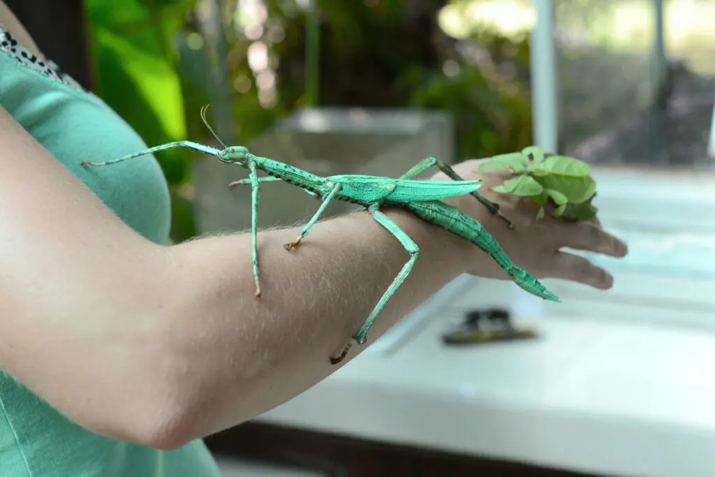 Goliath stick insect on a woman's arm