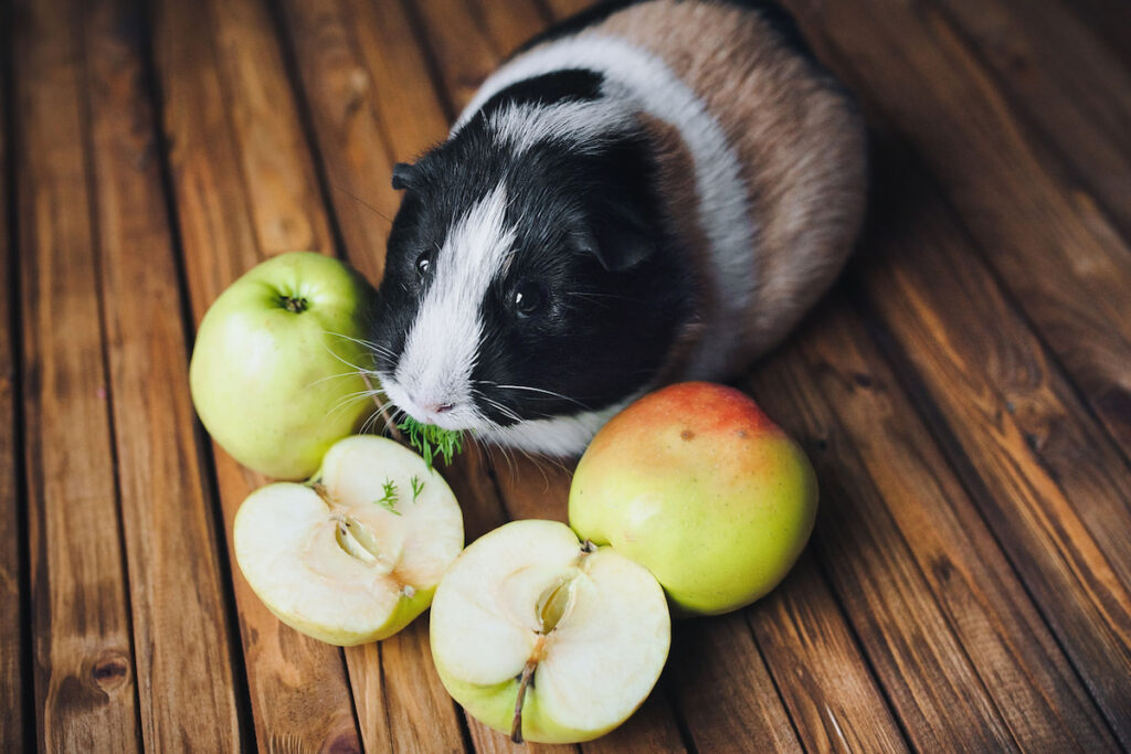 Guinea pig sitting on the floor with apples