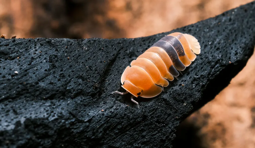 isopod on bark in the forest