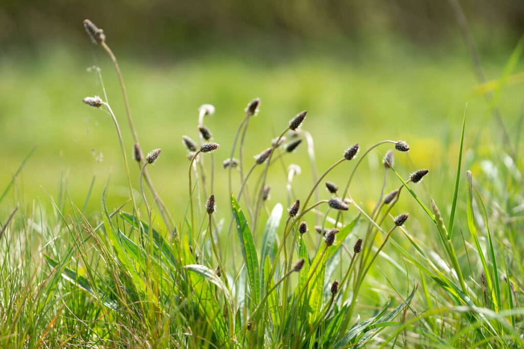 Plantain grass in the field in summer 