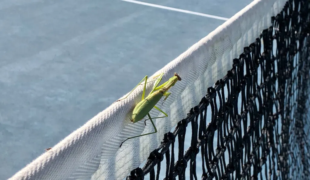 Praying mantis on a tennis net in the backyard