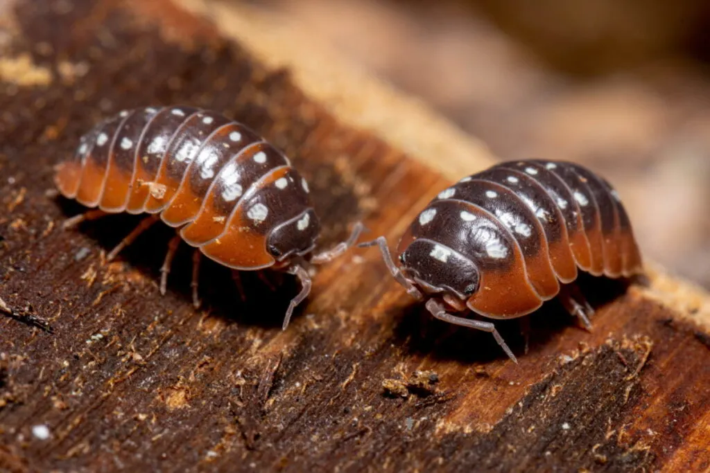 Two isopod on a tree bark 