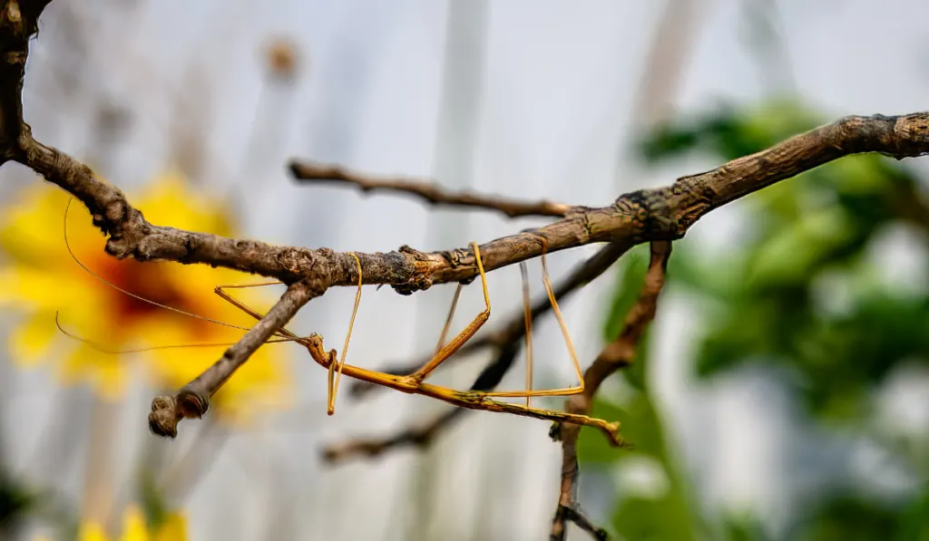 Walking stick insect trying to blend in