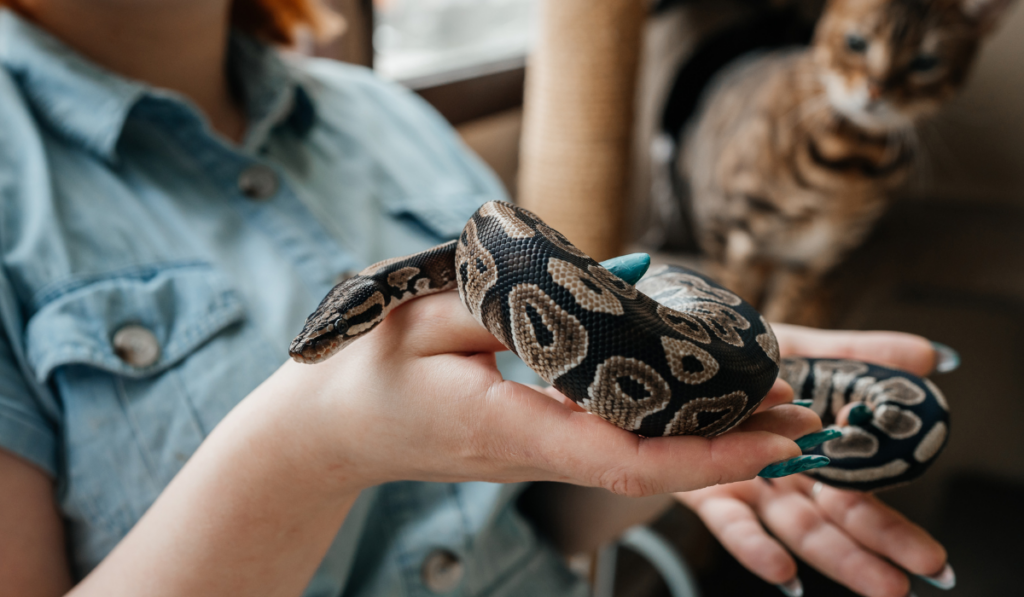 Young woman holding pet snake