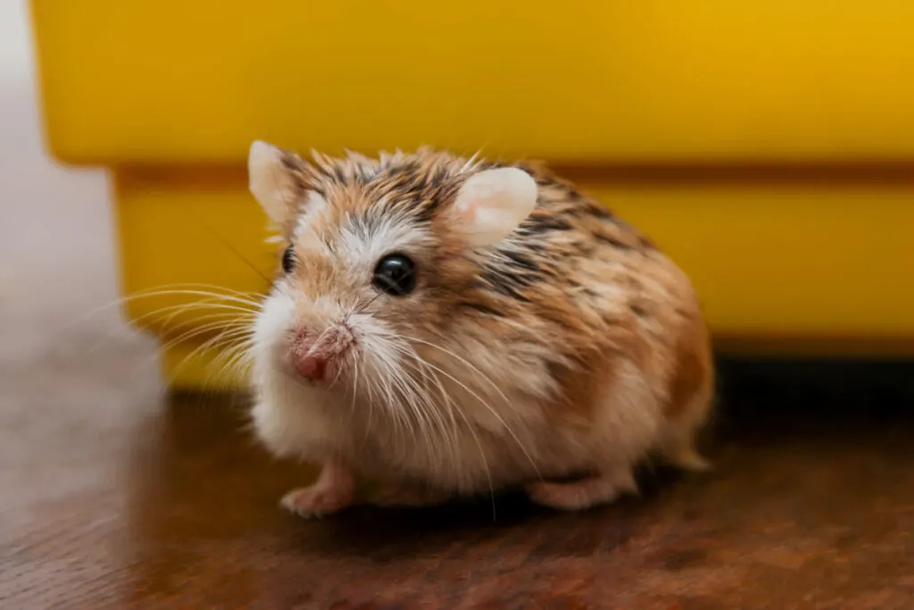 a brown white dwarf hamster on the floor