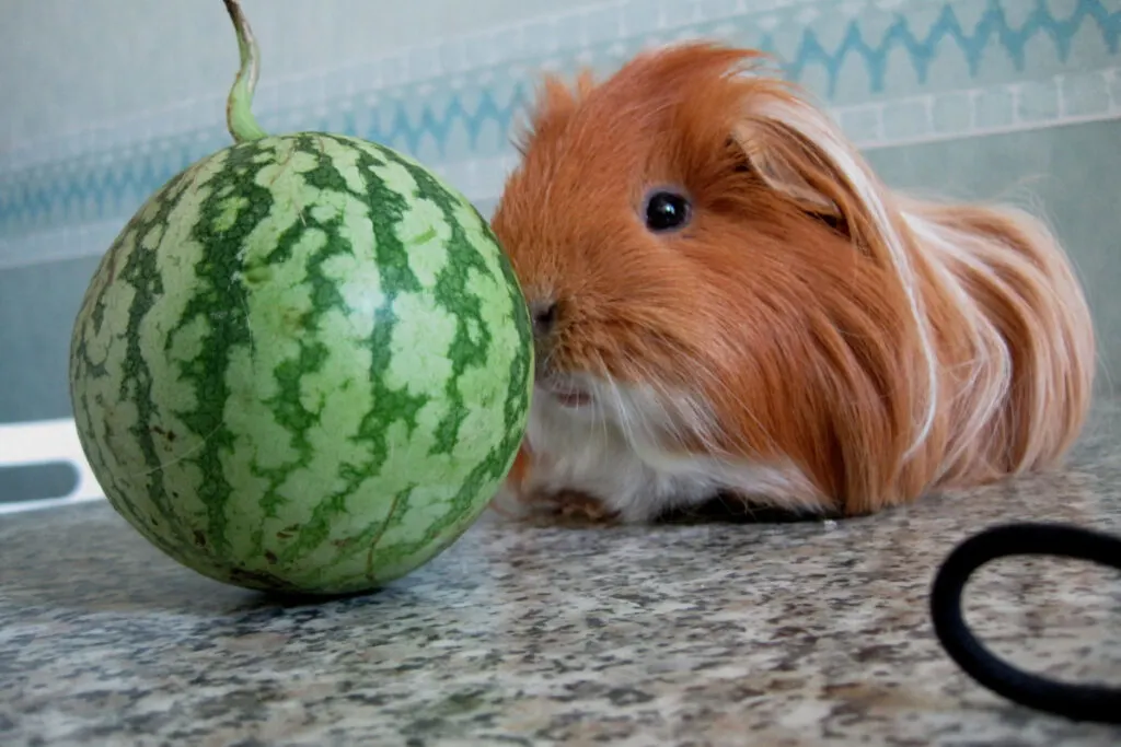 a cute brown guinea pig looking a whole green watermelon 