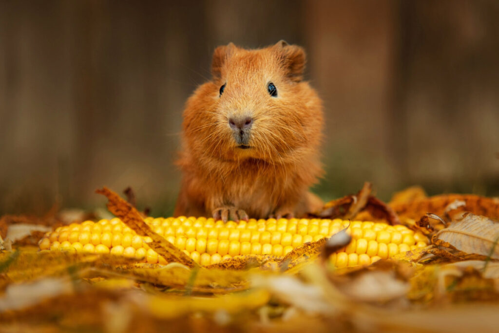 a cute guinea pig with a corn sitting on the ground with dried autumn leaves