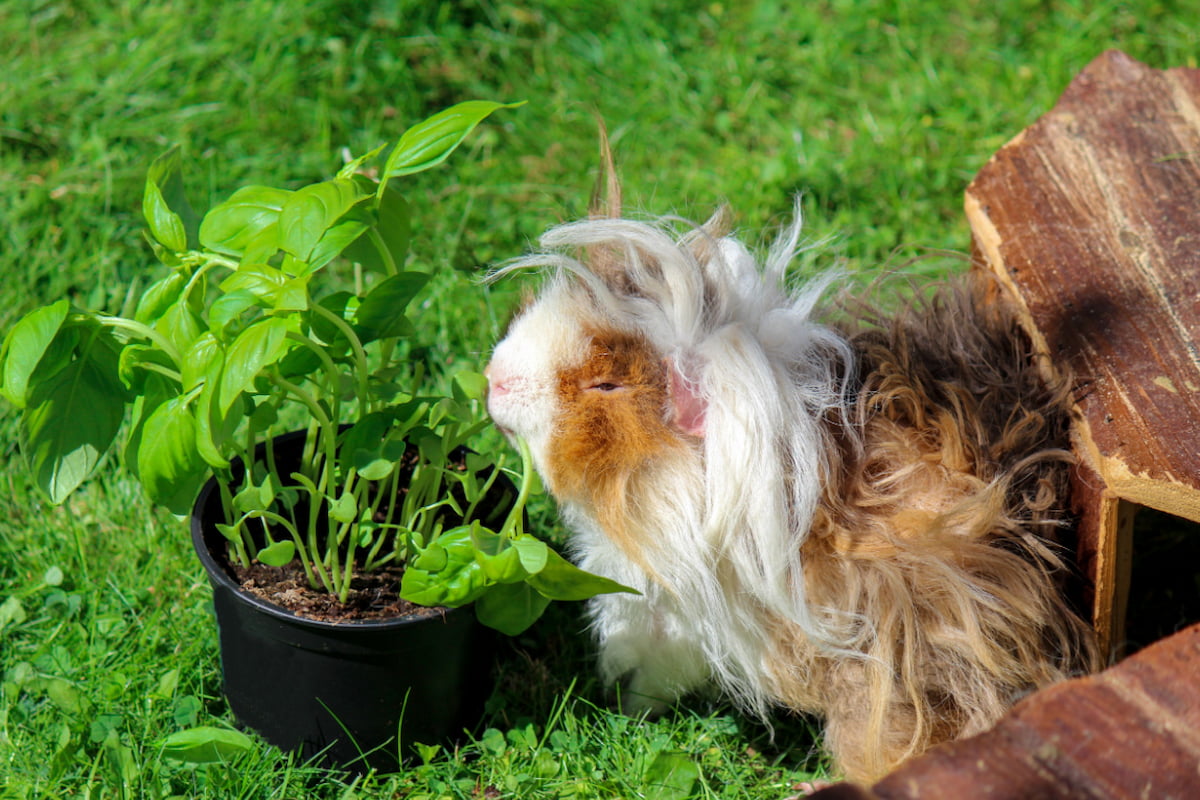 Do Guinea Pigs Have Tails? Plus 14 Other Fun Facts About Guinea Pigs