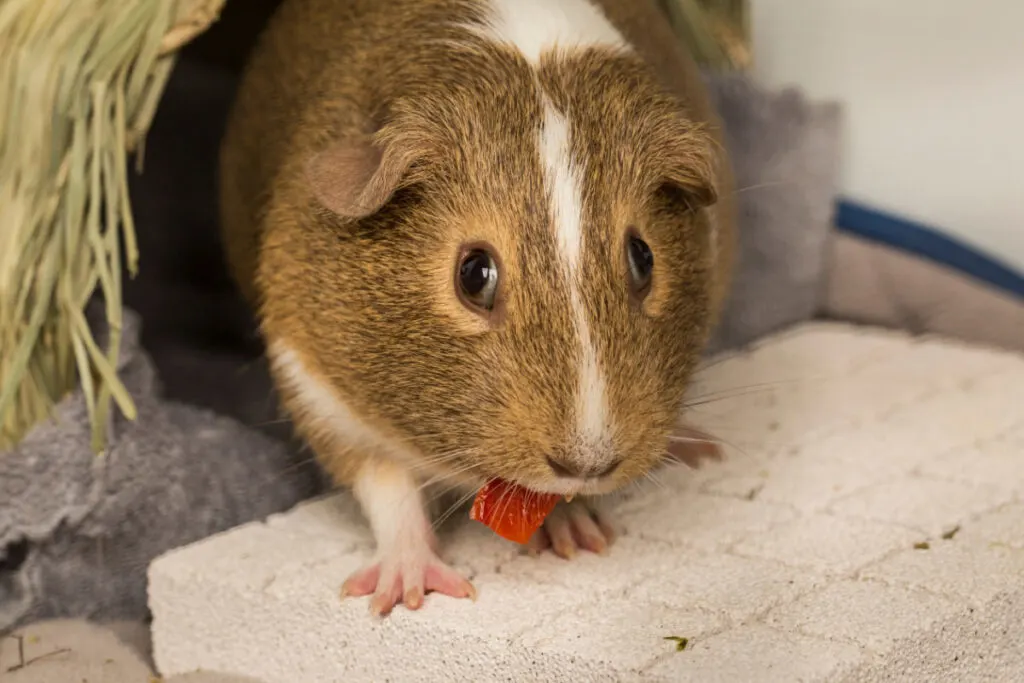 a guinea pig eating a piece of red bell pepper