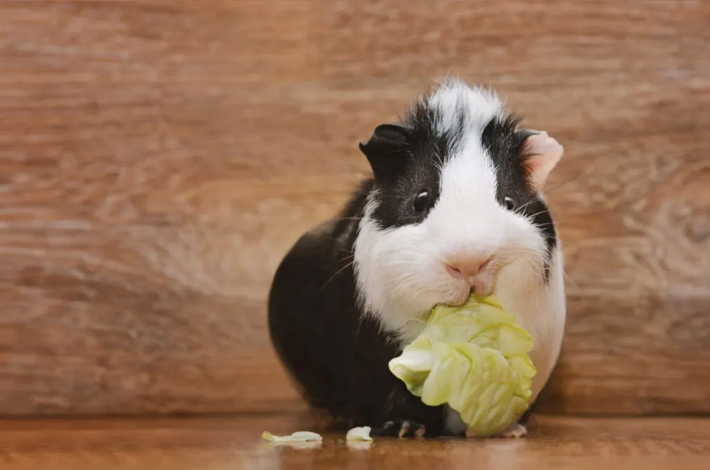 a little black and white guinea pig nibbling a cabbage leaf