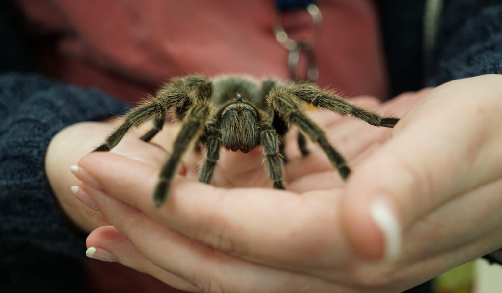 a person holding a tarantula spider
