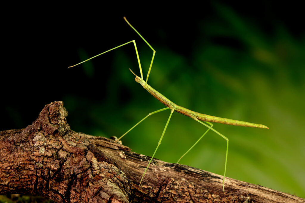 a stick insect on a tree trunk
