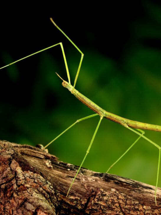 a stick insect on a tree trunk