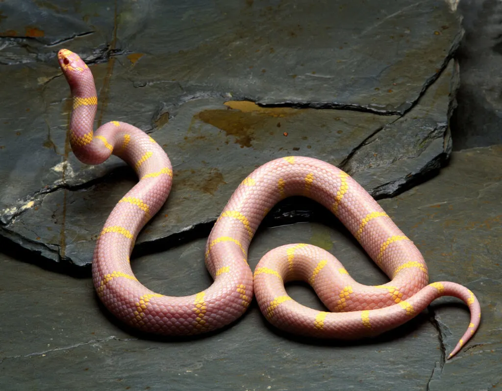 albino california kingsnake