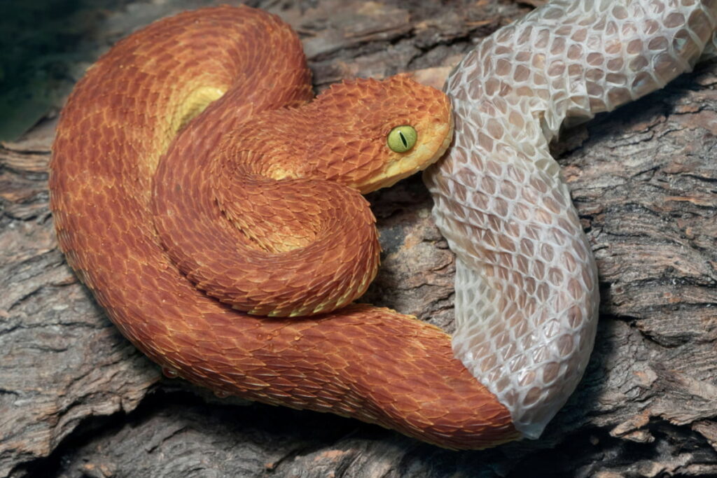 an orange brown snake shedding its skin