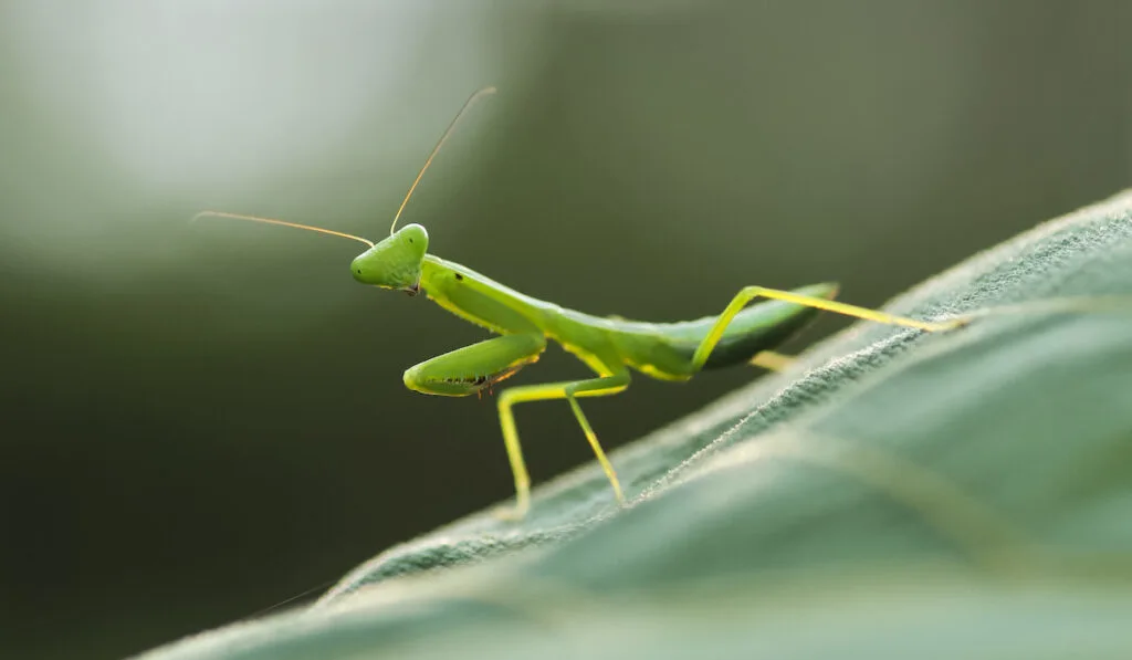 baby praying mantis on a leaf on a blurry nature background