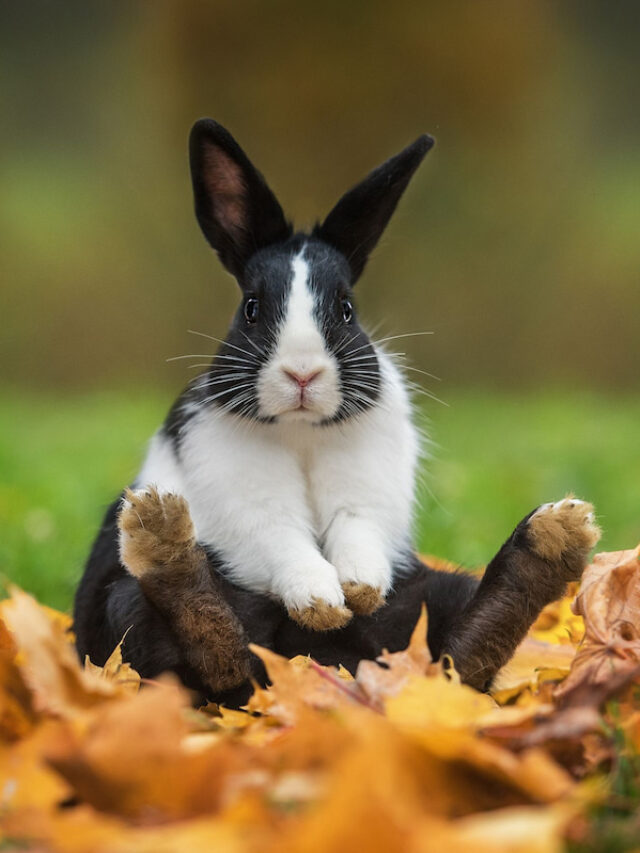 Can a Rabbit Eat Pumpkin