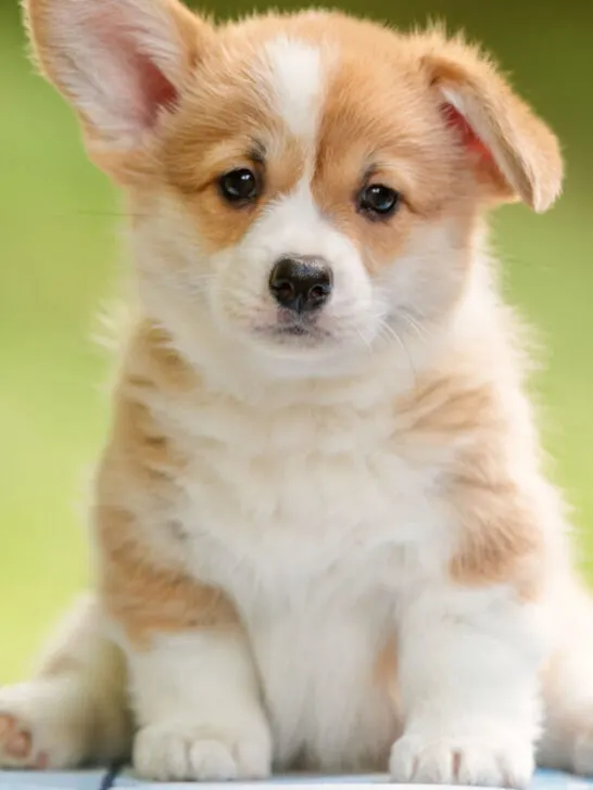 cute little corgi puppy