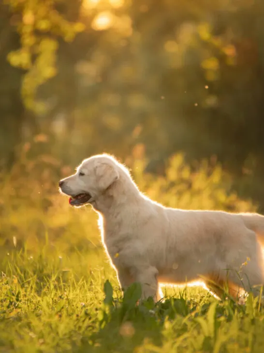 golden retriever pup in a beautiful forest setting