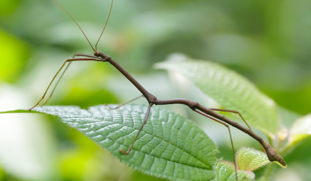 tropical stick insect in Malaysian jungle
