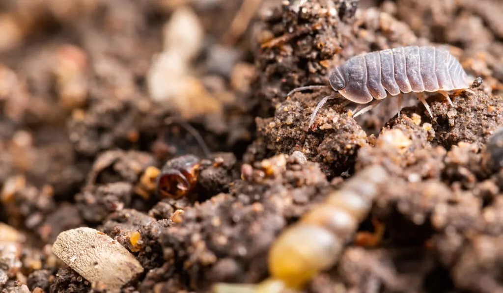 A Common Isopod on the ground