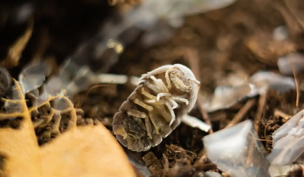 A dead isopod (Cubaris murina) on soil