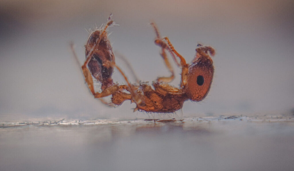 A macro shot of a dead ant