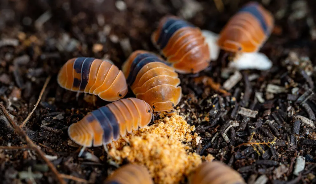 Isopod eating foods