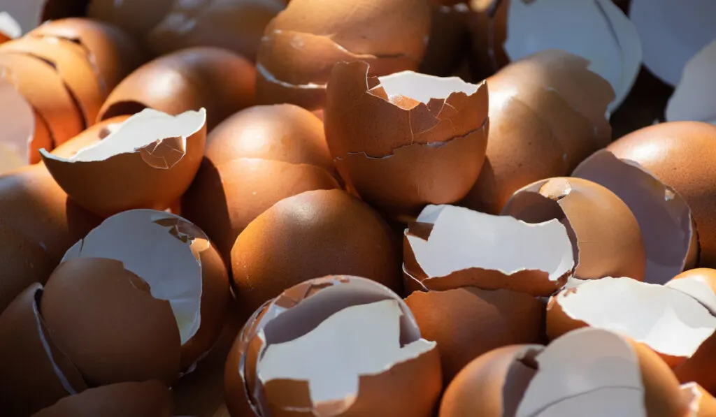 Lot of eggshells after cooking

