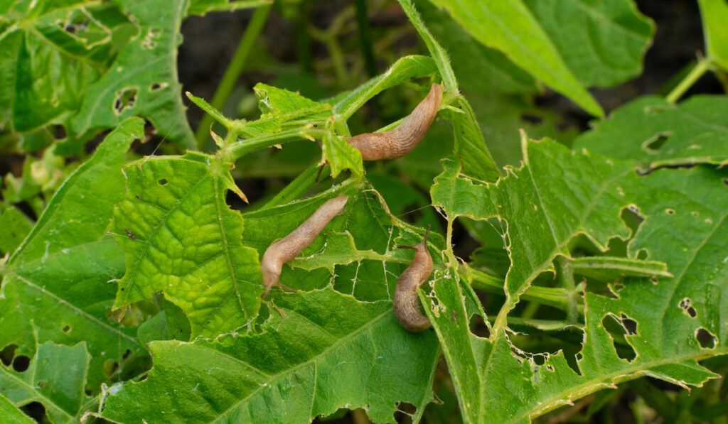 Many snails destroy the leaves of kidney beans in summer garden