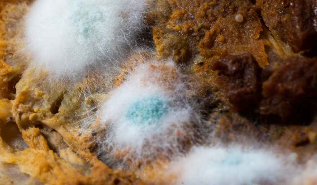 Multicolored mold on a food surface