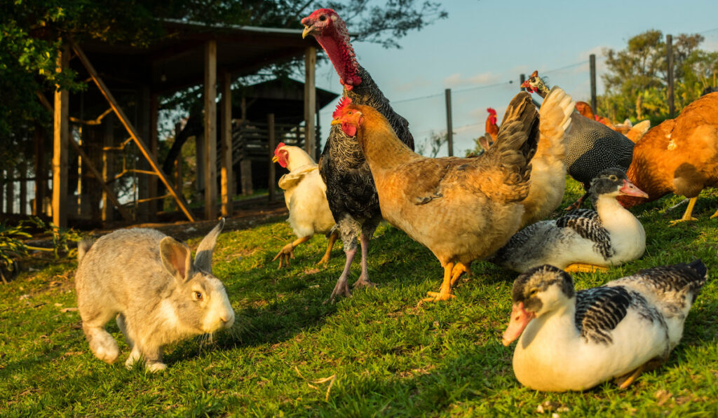 Peru and the chickens watching the jumping rabbit. Duck lying, carefree. Small farm animals