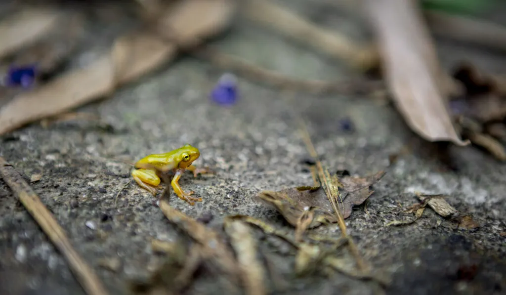 Tiny baby frog rest on edge of pond