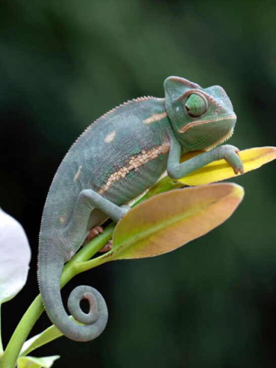 A baby chameleon resting on the leaves of a plant