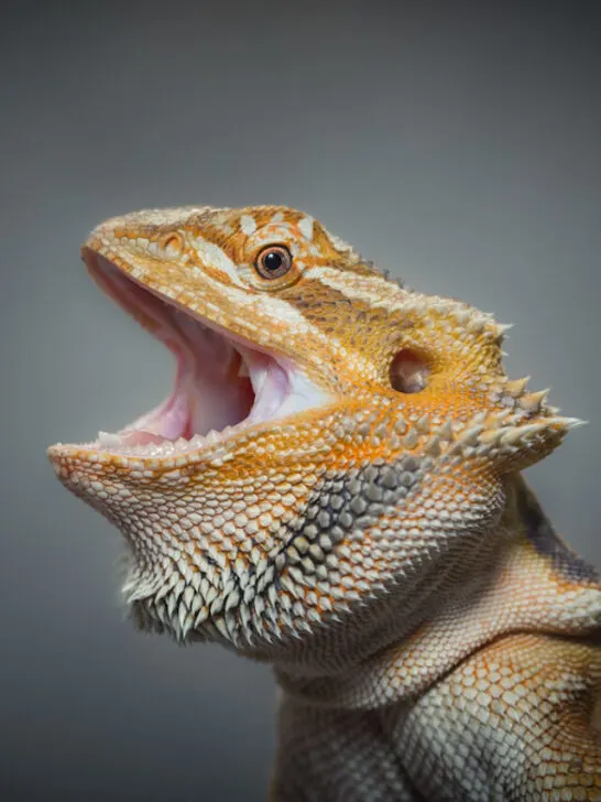 Bearded dragon with mouth open on grey background - ss230906