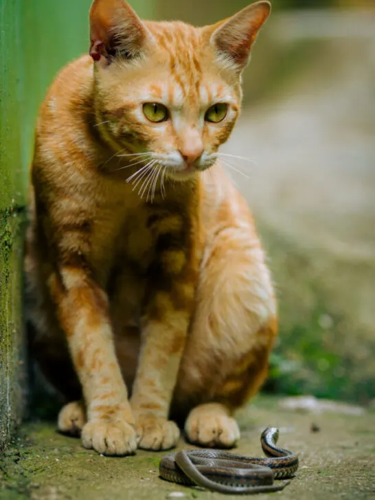 a cat play with a snake - ss230930
